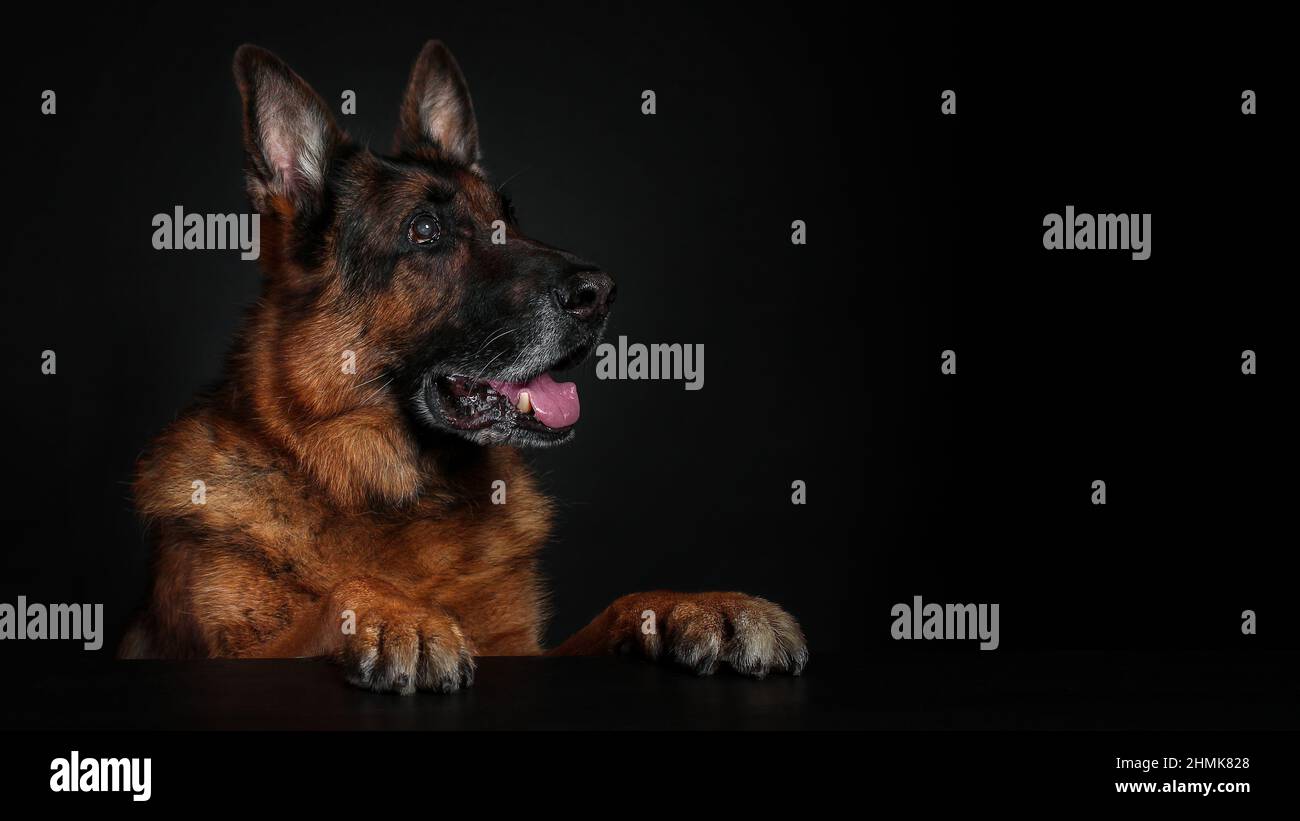 Alter Hund der deutschen Schäferrasse auf schwarzem Hintergrund. Speicherplatz kopieren. Stockfoto