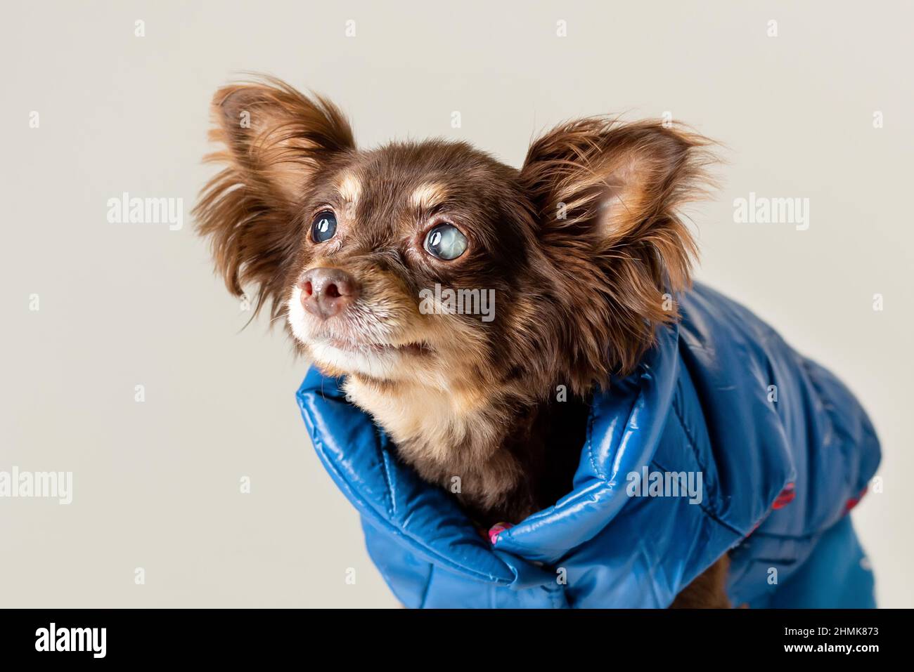 Kleine alte reinrassige Hund von Spielzeug Terrier Rasse hat Problem mit teilweise blinden Katarakt Augen. Stockfoto