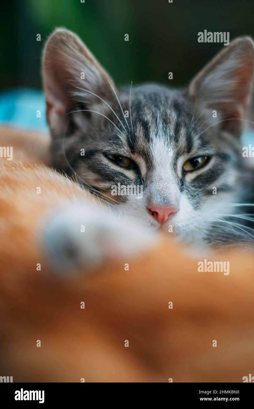 Grauweißes Kätzchen, das mit verletzten Augen auf die Kamera schaut. Müde pelzige flauschige Babykatze vor einem orangefarbenen Tabby. Hochwertige Fotos Stockfoto
