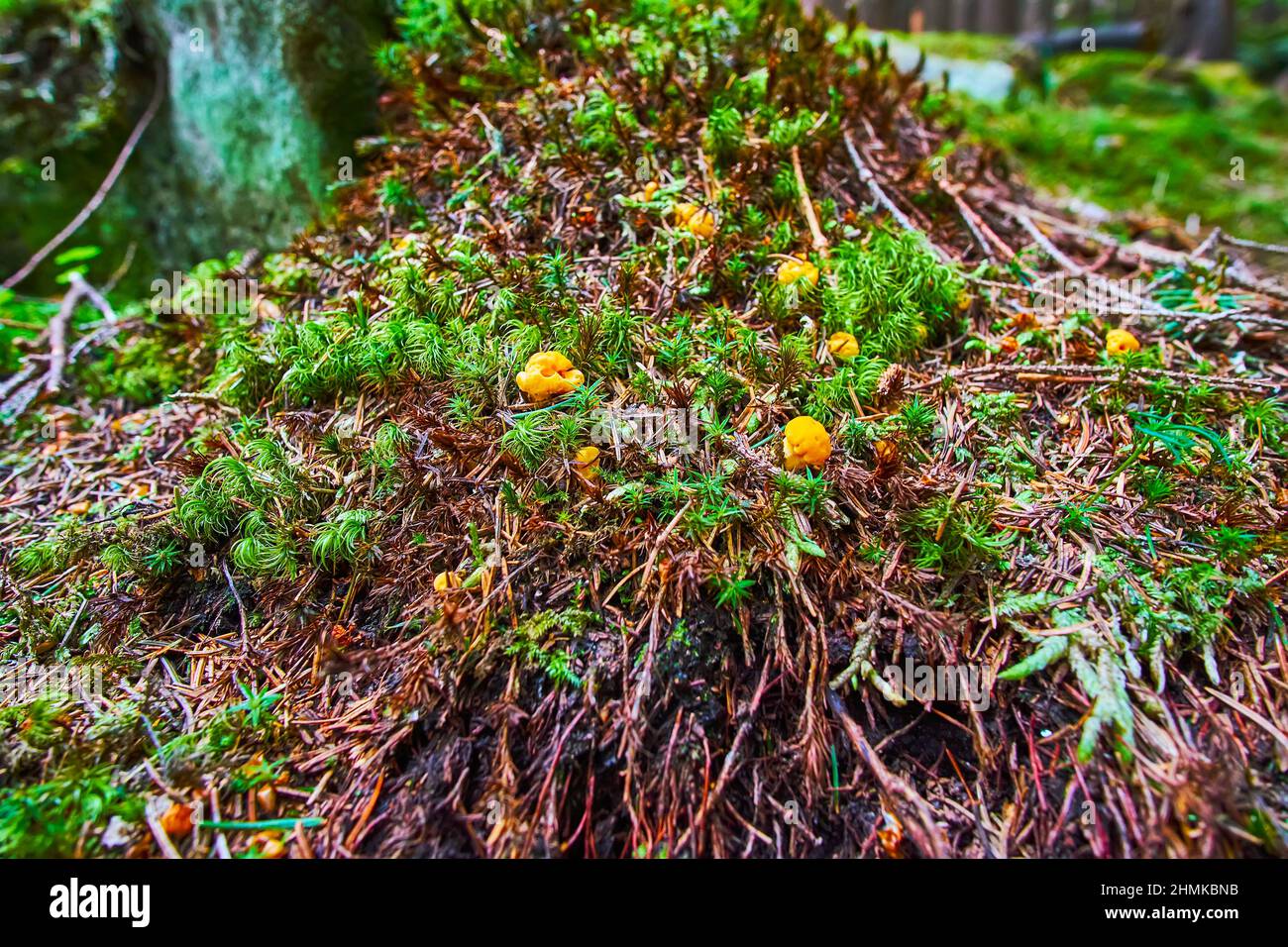 Die leuchtend gelben Pfifferlinge Pilze unter dem grünen Moos an den Wurzeln der alten Lärche, Karpaten Berge, Ukraine Stockfoto