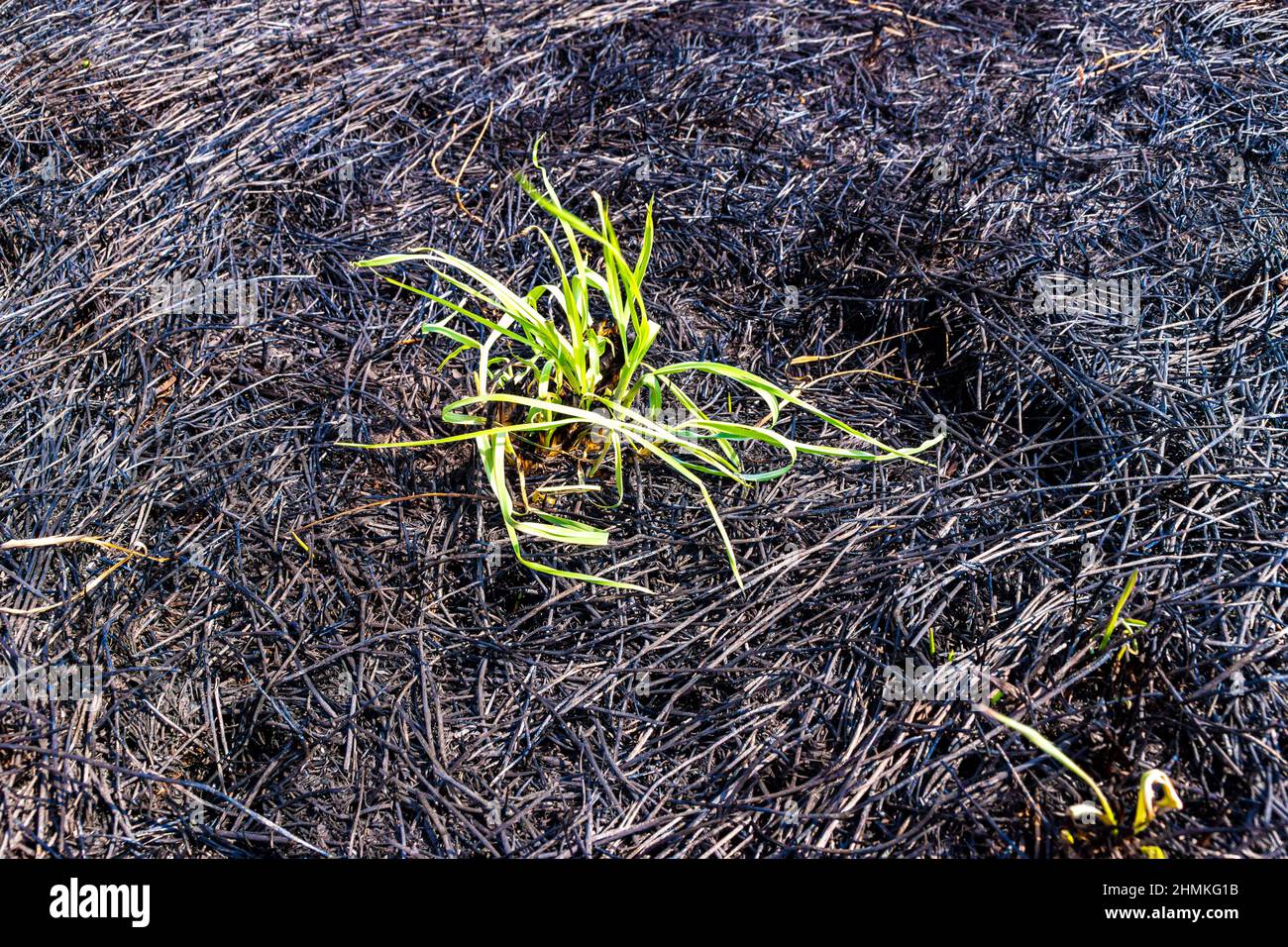 Nach einem Feuer auf einem Feld unter den verkohlten Resten von altem Gras, sprießt das überlebende grüne Gras, selektiver Fokus Stockfoto