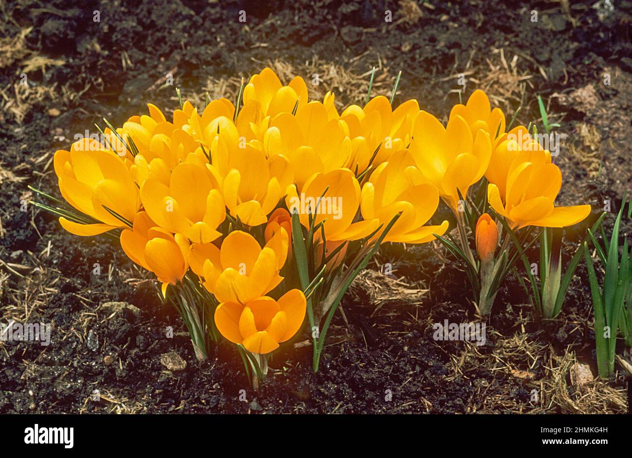 Nahaufnahme einer Gruppe gelber Crocus vernus. Frühlingsblüte und voll winterharte Kormen Stockfoto