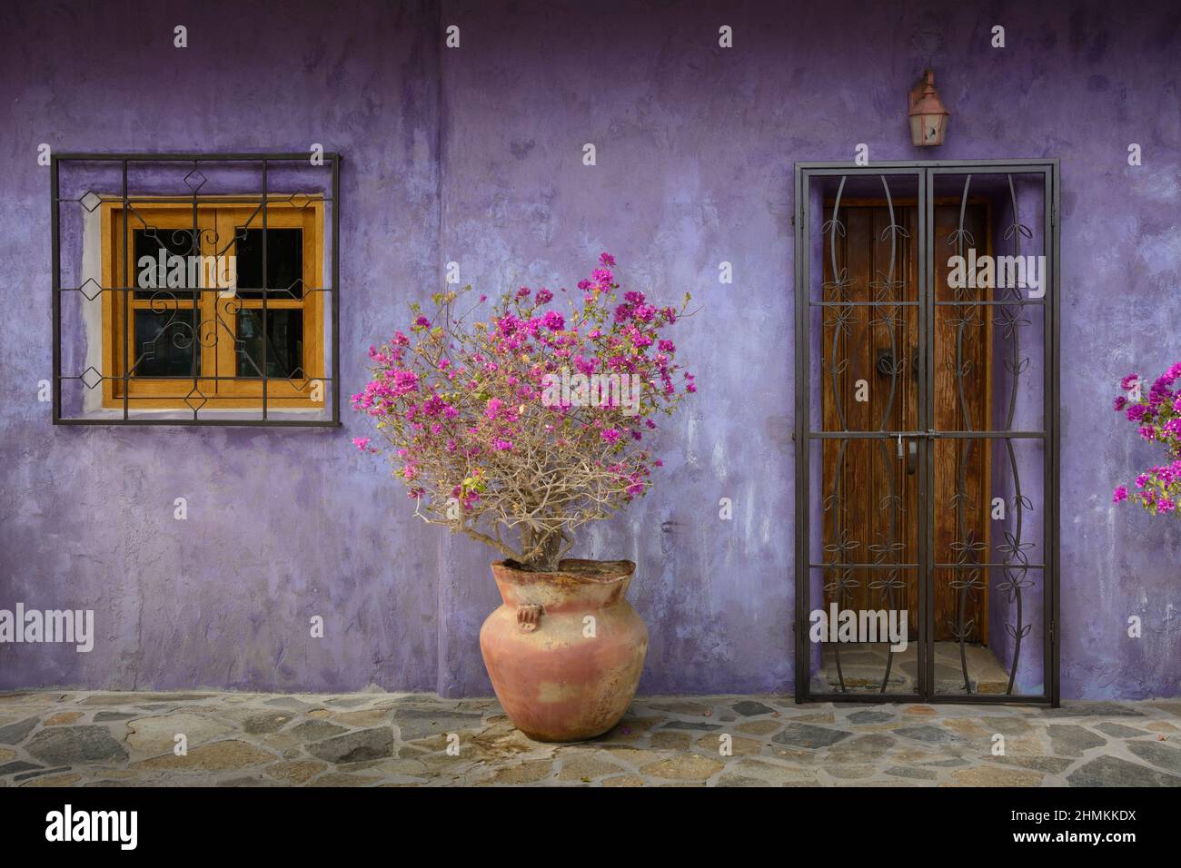 Bougainvillea in Terracotta-Pflanzgefäß am Eingang zum Haus; Todos Santos, Baja California Sur, Mexiko. Stockfoto