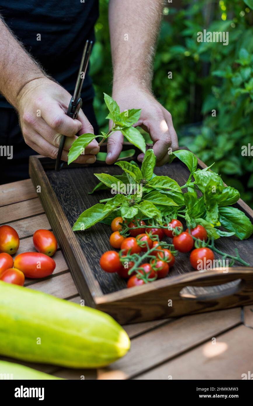 Mann erntet Kräuter und Gemüse aus seinem Terrassengarten Stockfoto