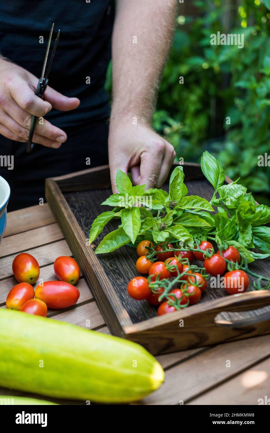 Mann erntet Kräuter und Gemüse aus seinem Terrassengarten Stockfoto