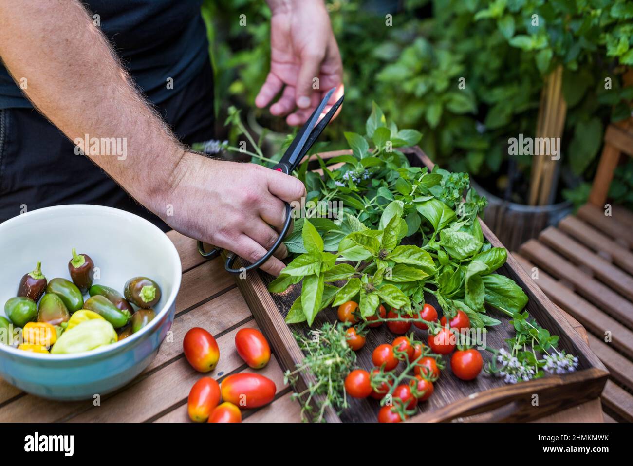 Mann erntet Kräuter, Tomaten und Paprika in seinem Terrassengarten Stockfoto