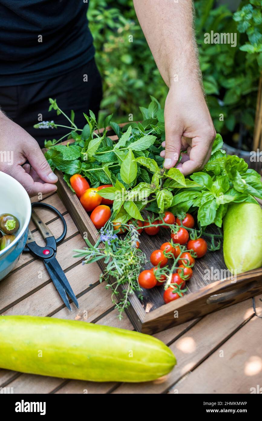 Mann erntet Kräuter und Gemüse aus seinem Garten auf der Terrasse Stockfoto