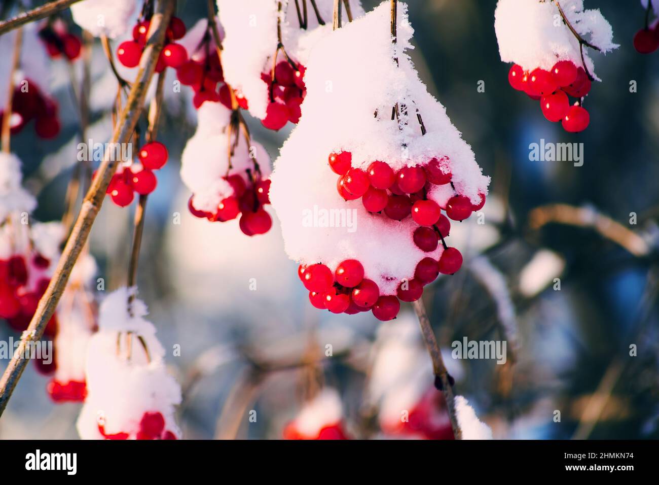 Ein Zweig von Viburnum mit roten Beeren unter frisch gefallener Schneedecke. Winter Natur Hintergründe Stockfoto