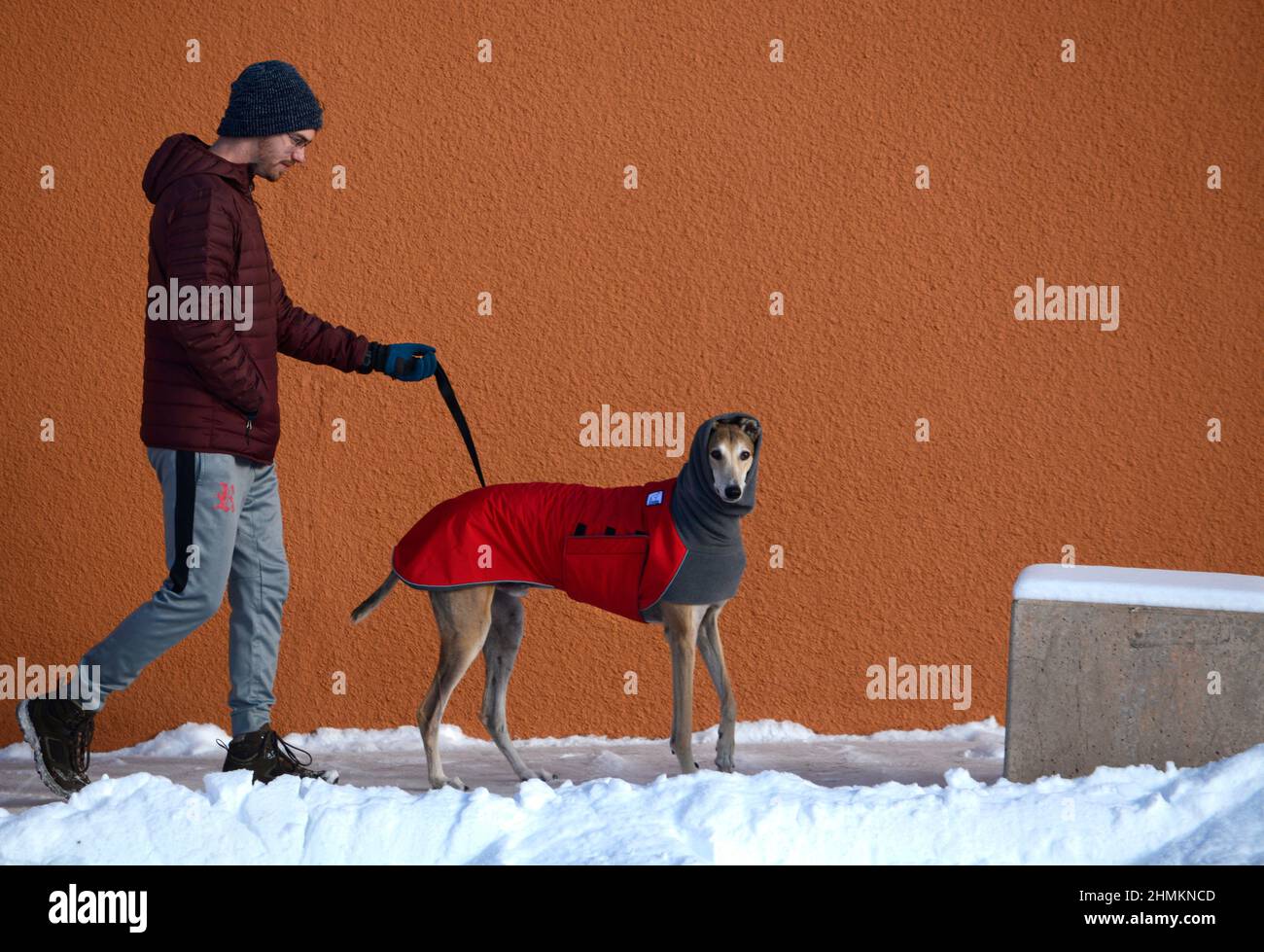 Ein Mann geht in Santa Fe, New Mexico, zu seinem Rettungshund. Der Hund trägt einen Wintermantel und einen Halswärmer oder einen Hundeschnül von Voyager K9 Apparel. Stockfoto