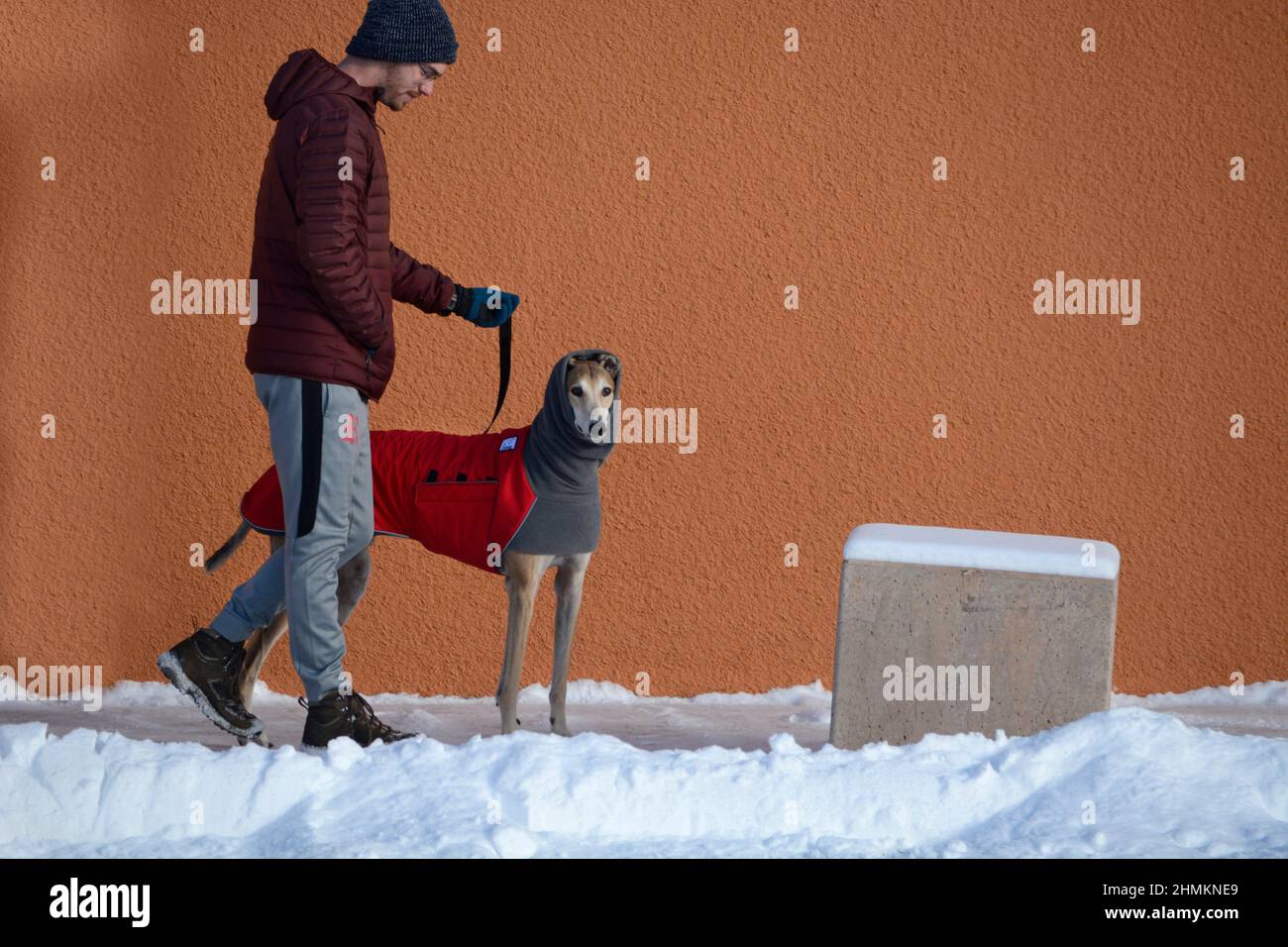 Ein Mann geht in Santa Fe, New Mexico, zu seinem Rettungshund. Der Hund trägt einen Wintermantel und einen Halswärmer oder einen Hundeschnül von Voyager K9 Apparel. Stockfoto