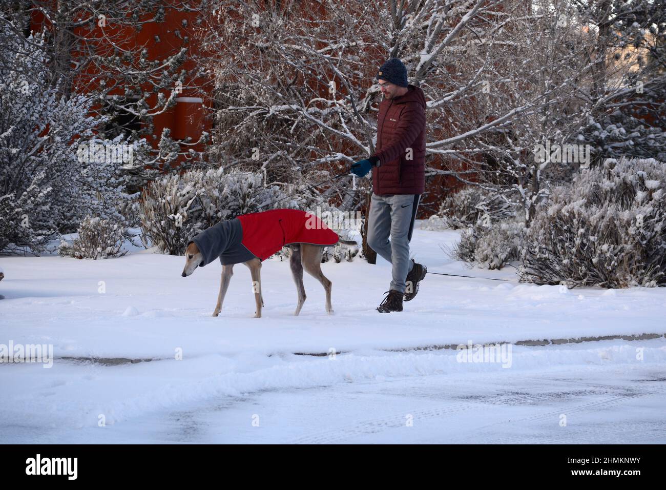 Ein Mann geht in Santa Fe, New Mexico, zu seinem Rettungshund. Der Hund trägt einen Wintermantel und einen Halswärmer oder einen Hundeschnül von Voyager K9 Apparel. Stockfoto