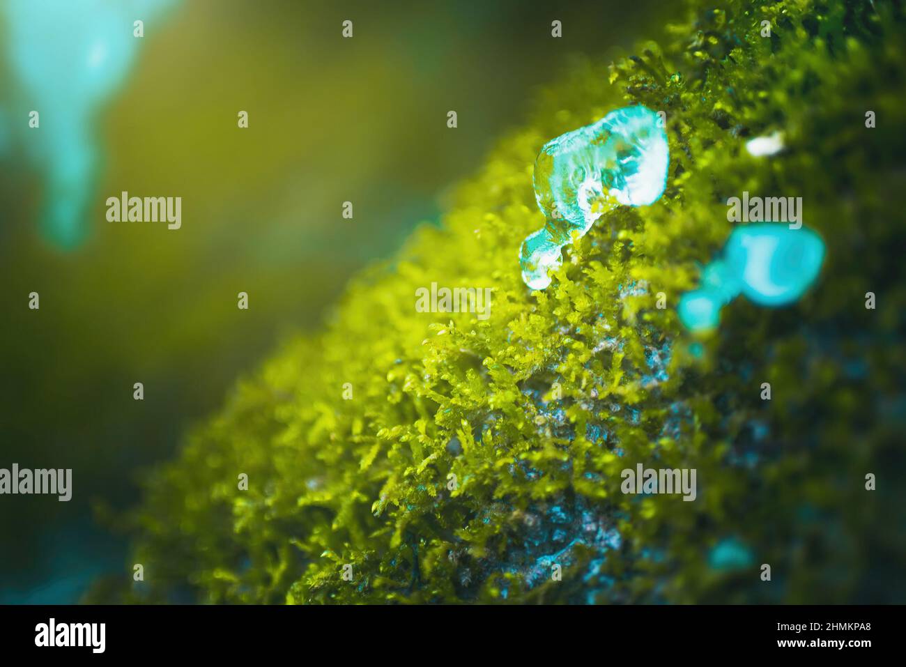 Gefrorene Wassertropfen auf grünem Moos Stockfoto