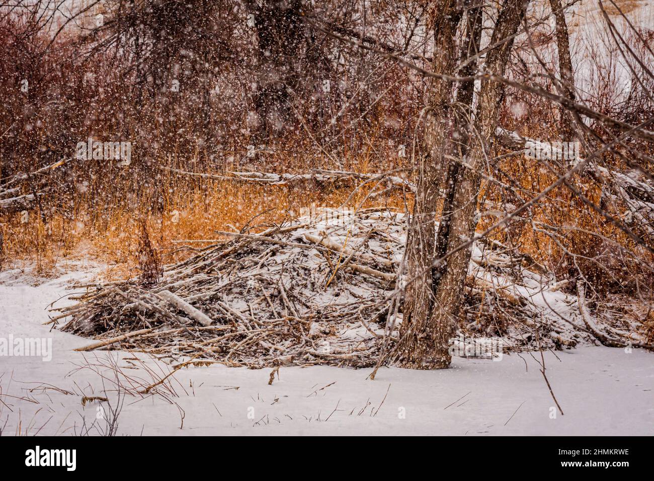 Aktive American Beaver Lodge (Castor canadensis) im Schneefall eines Wintervormittags, Castle Rock Colorado USA. Foto aufgenommen im Januar. Stockfoto