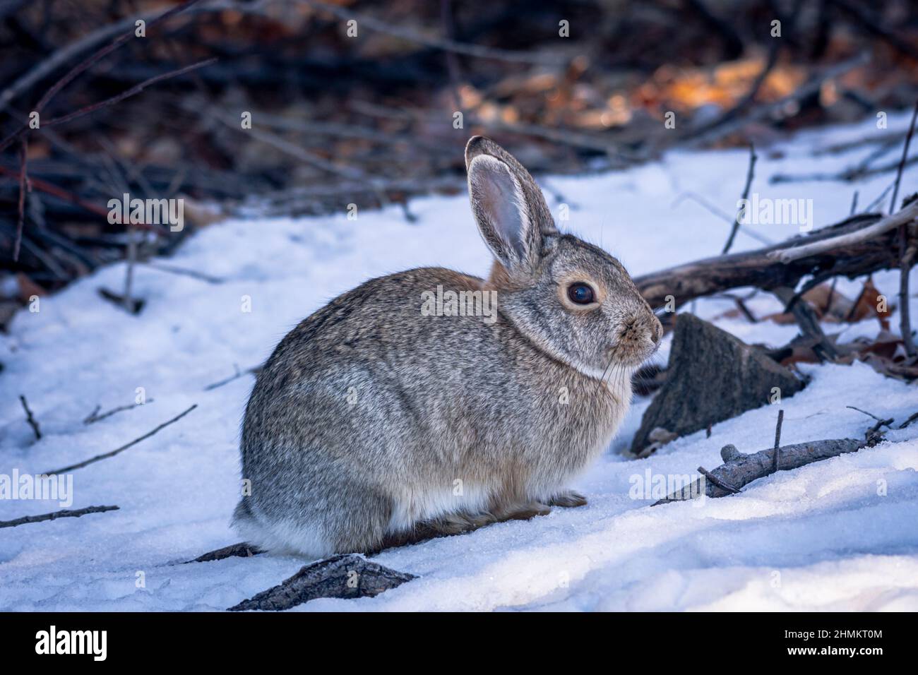 Mountain oder Nuttall's Cottontail Rabbit (Sylvilagus nuttalli) im ...