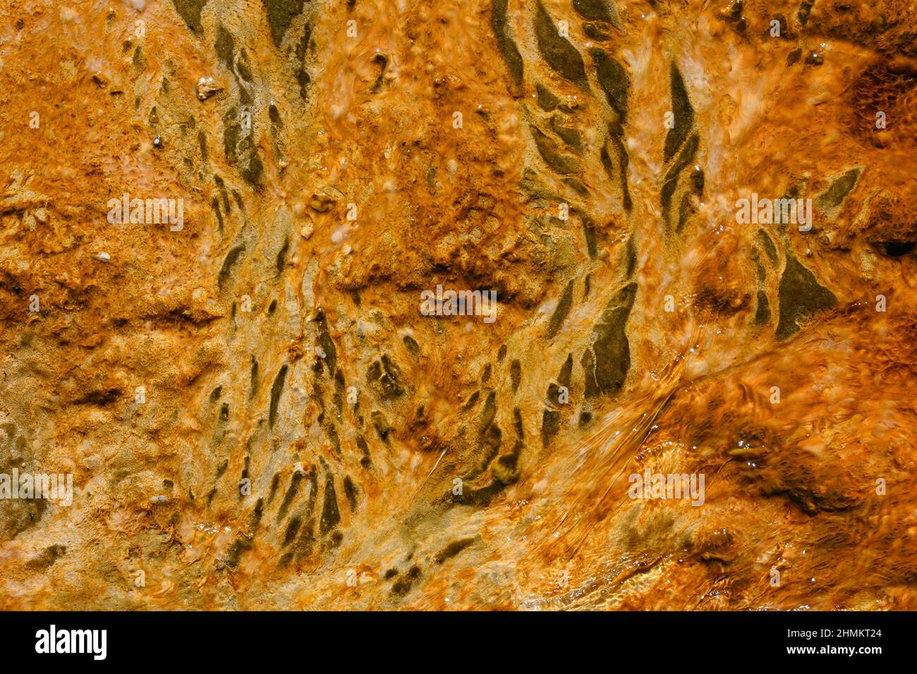 Bakterienmatte im Thermalbecken mit heißen Quellen im Biscuit Basin im Yellowstone National Park. Stockfoto