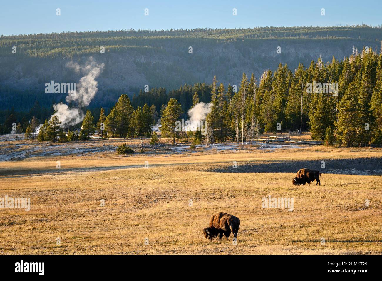 Bison grasen im Upper Geyser Basin im Yellowstone National Park. Stockfoto