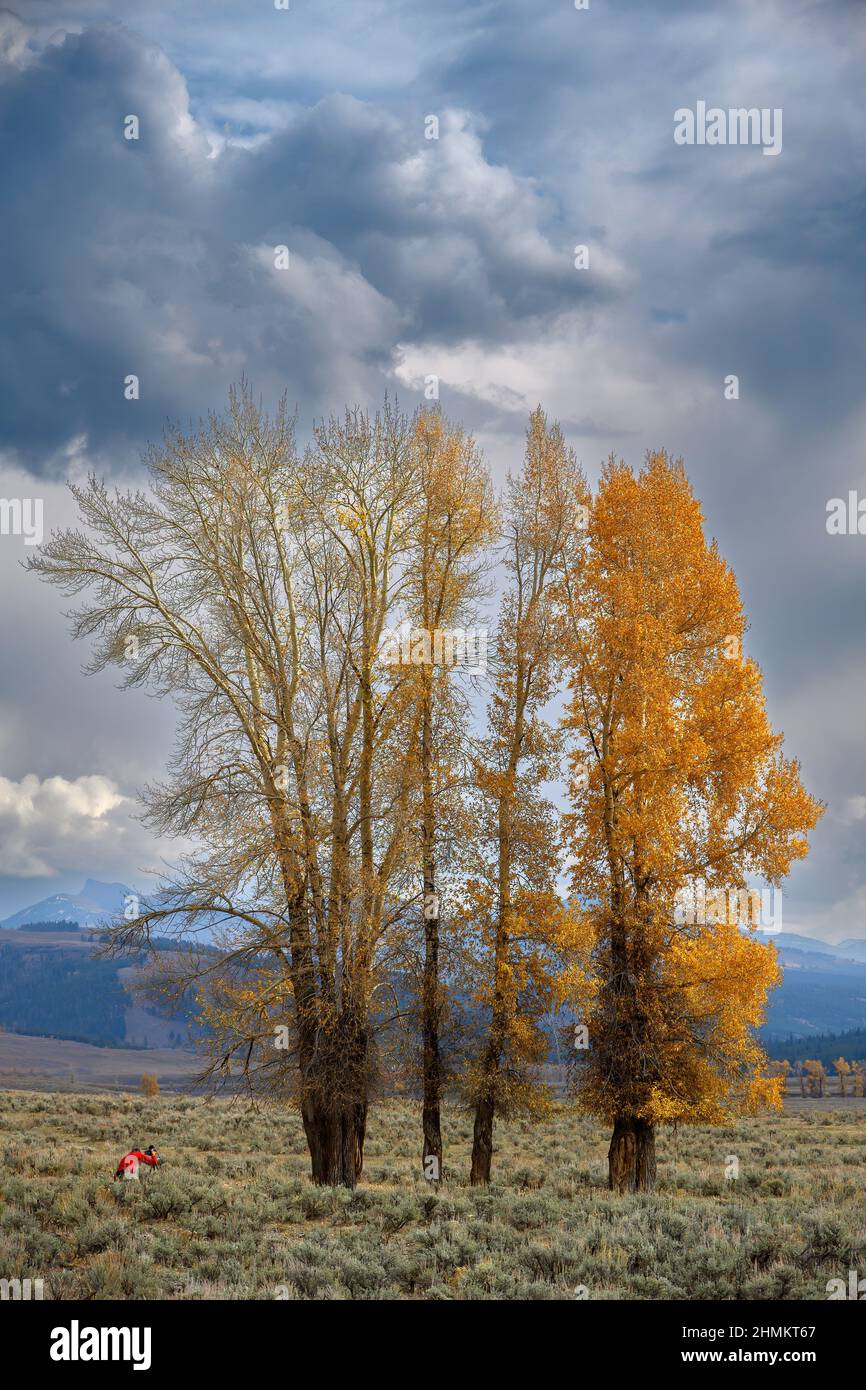 Cottonwood-Bäume mit Herbstfarbe im Lamar Valley, Yellowstone National Park. Stockfoto