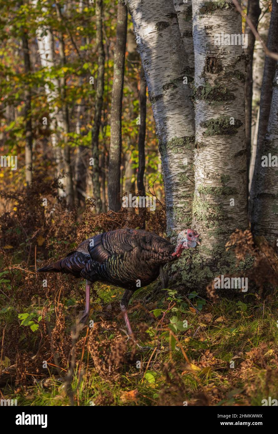 Jake wilde türkei in einem nördlichen Wisconsin Wald. Stockfoto