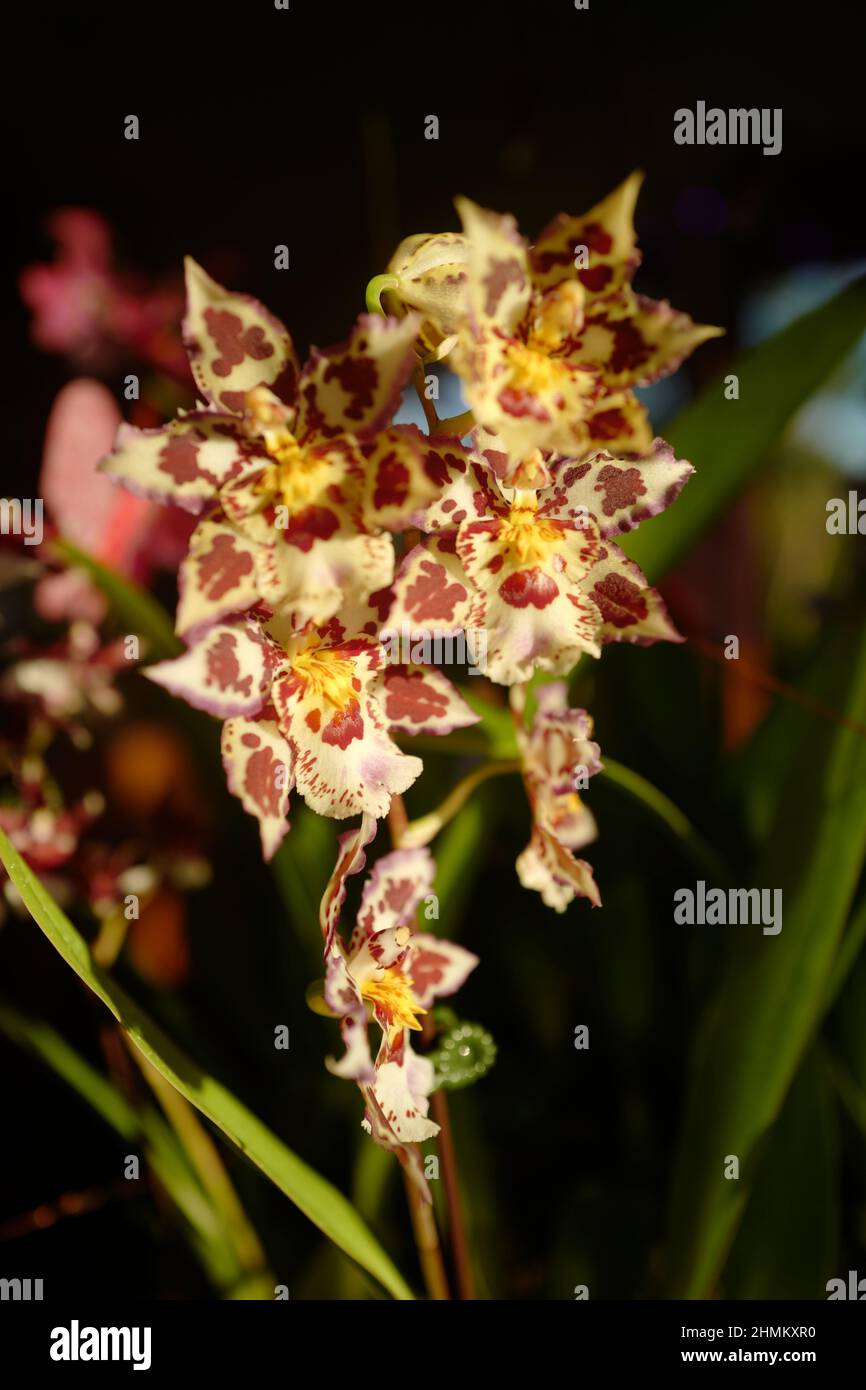 Orchideen, die sich im Licht der Morgensonne sonnen Stockfoto