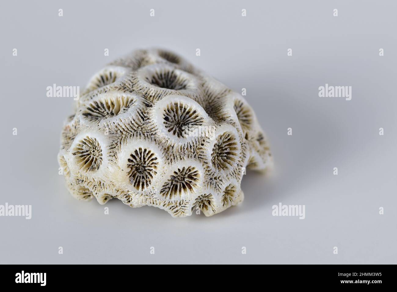 Abgestorbene weiße harte Korallen oder steinerne Korallen (Scleractinia) auf hellgrauem Hintergrund, Makrofotografie mit geringer Tiefenschärfe Stockfoto