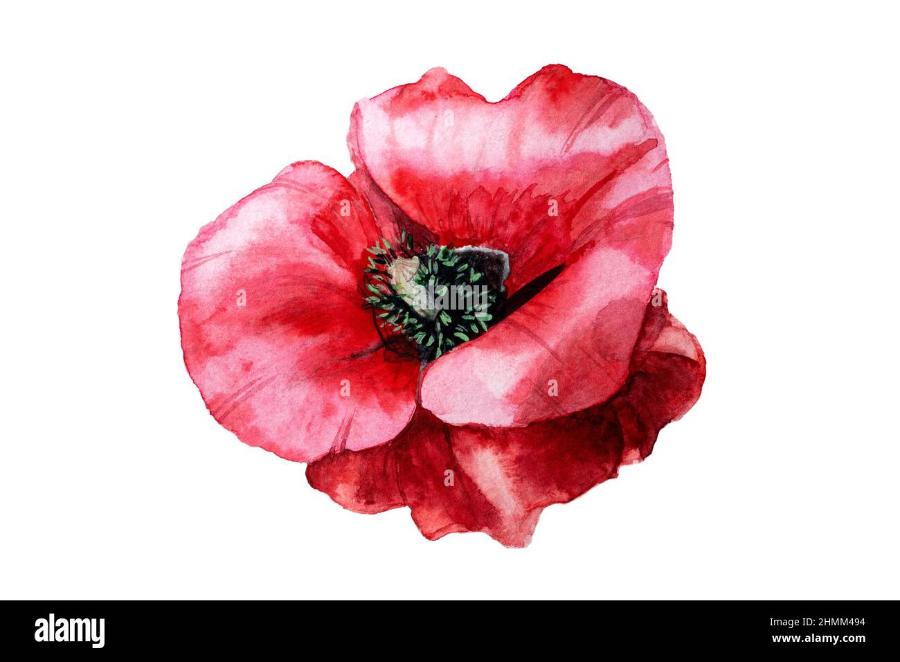 Aquarell rot Mohnblütenkopf isoliert auf weiß. aquarell botanische Illustration Stockfoto