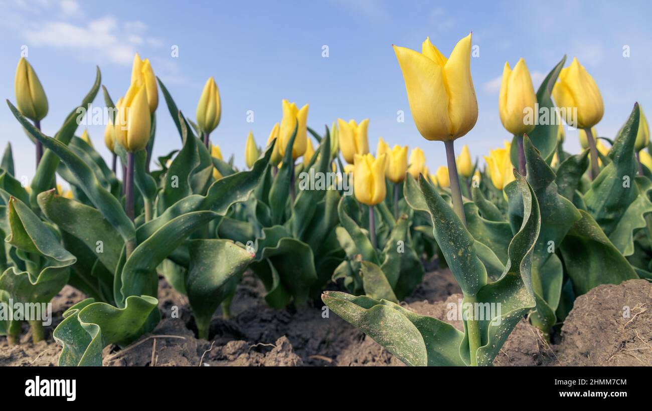 Gelbe Tulpen wachsen an einem sonnigen Frühlingstag in einem Feld mit einem blauen Himmel darüber. Stockfoto