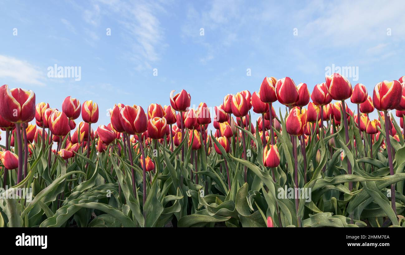 Rote Tulpen wachsen an einem sonnigen Frühlingstag in einem Feld mit einem blauen Himmel darüber. Stockfoto