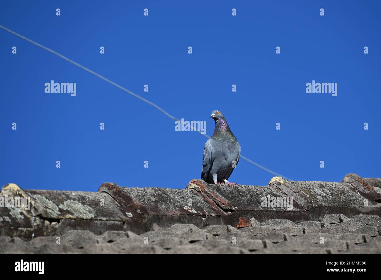 Steintaube, oder gewöhnliche Taube, späht nach unten, während sie an einem klaren Sommertag auf einem verwitterten Ziegeldach steht Stockfoto