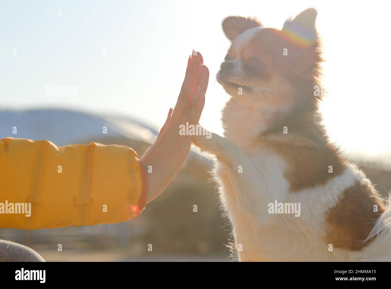 Aktive junge Frau hoch fünf geben mit ihrem kleinen chihuahua Partner Hund am Herbst Sonnenuntergang Stockfoto