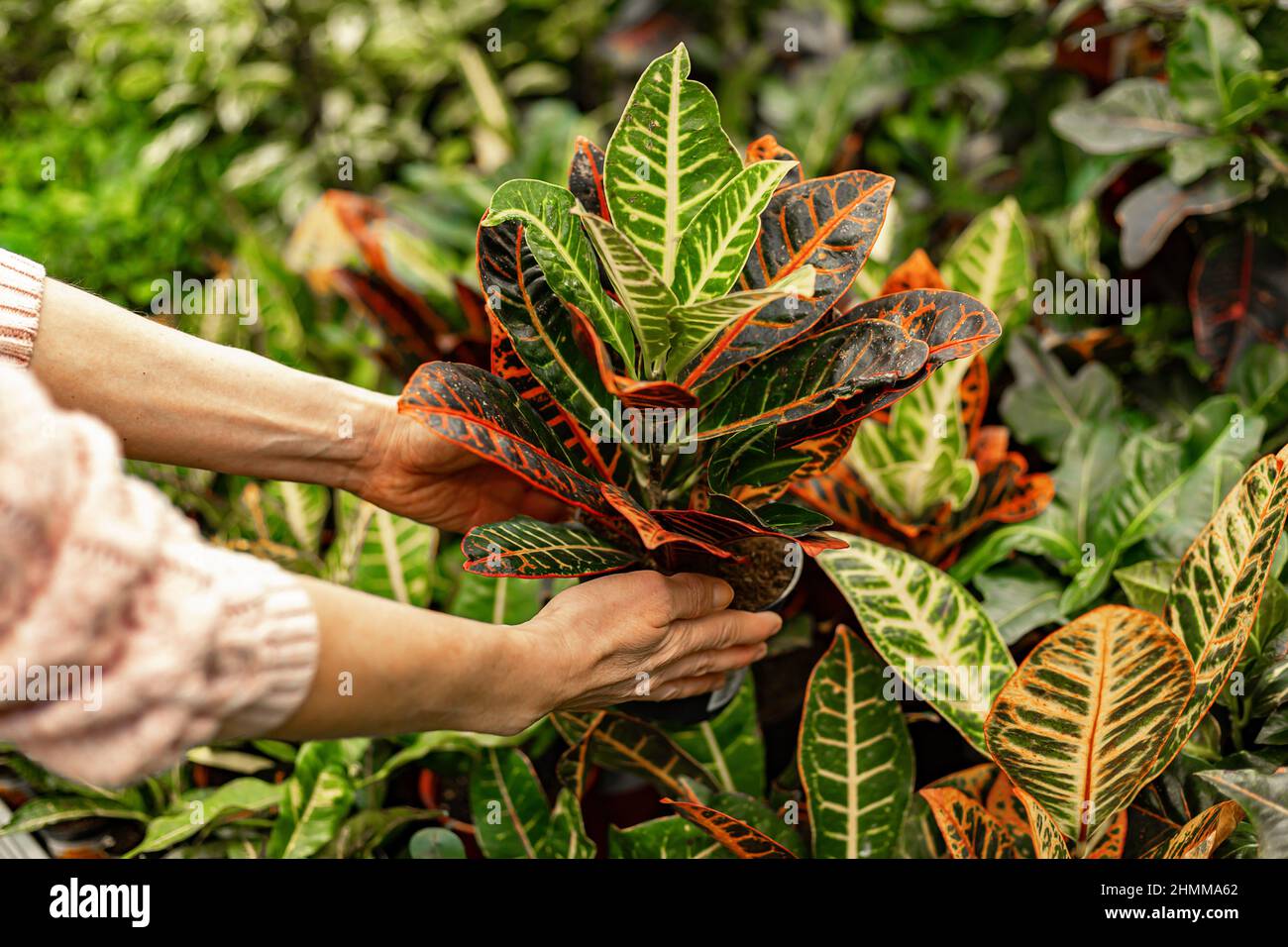 Menschliche Hände halten Pflanzen in einem Topf. Pflanzen für den Hausgarten finden und kaufen. Nicht erkennbare Frau mit Topfpflanze. Hobby-Konzept. Weichfokus Stockfoto