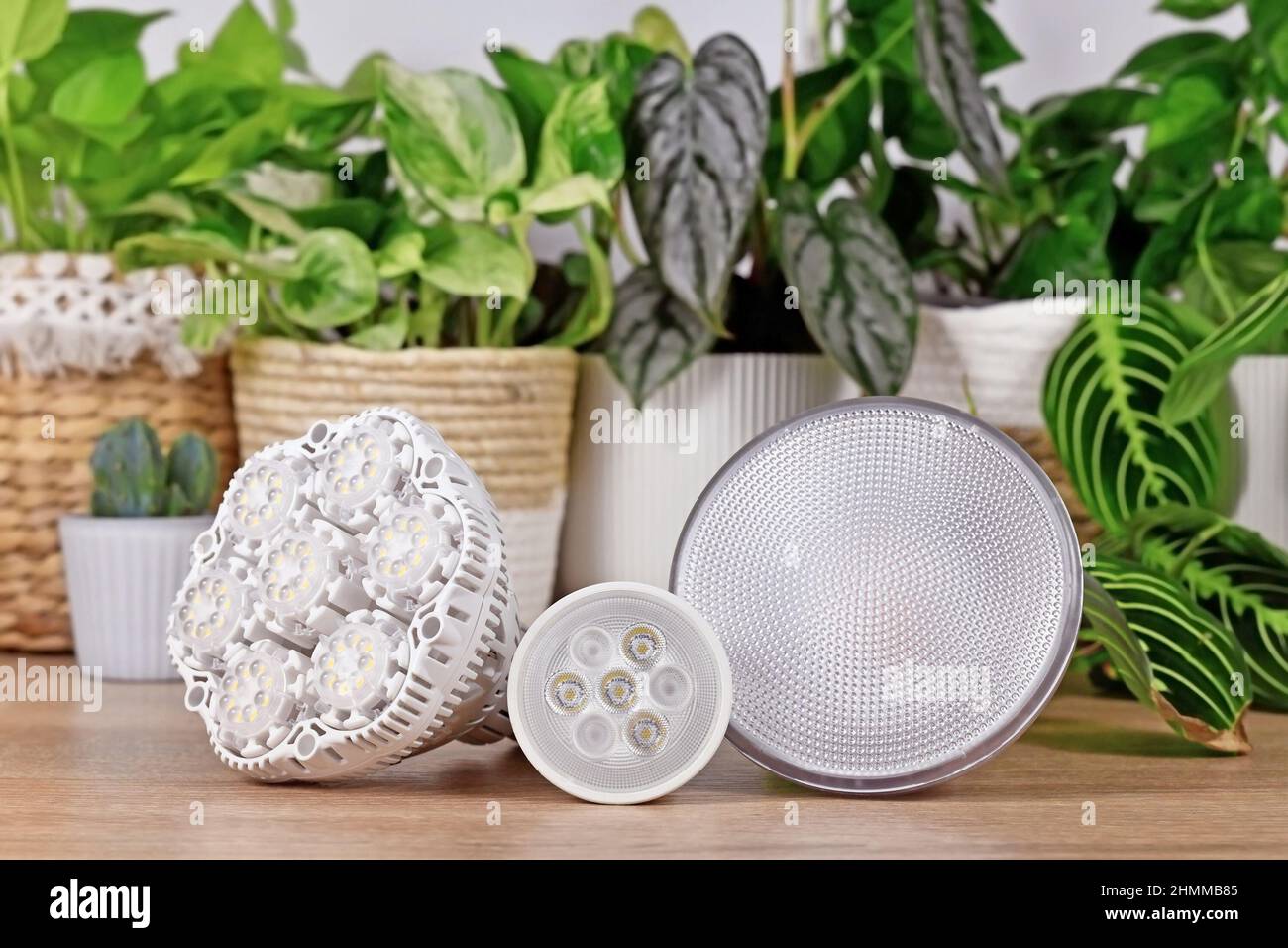Verschiedene LED-Pflanzen wachsen Lichter vor Zimmerpflanzen Stockfoto