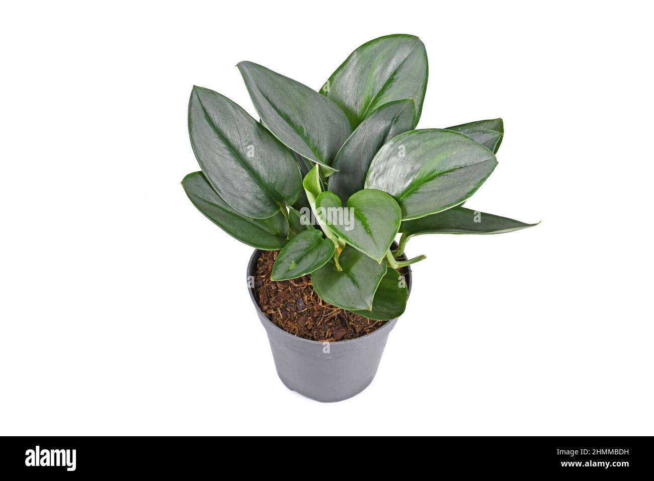 Tropische Zimmerpflanze „Scindapsus Treubii Moonlight“ in Topf auf weißem Hintergrund Stockfoto