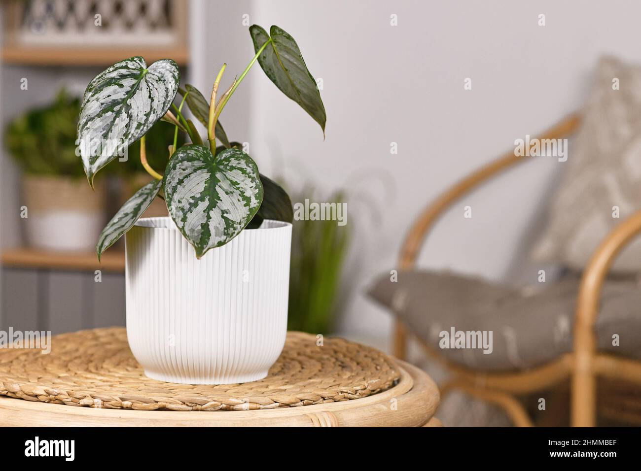 Kleine exotische 'Philodendron Brandtianum'-Zimmerpflanze mit silbernem Muster auf Blättern im Blumentopf auf dem Tisch Stockfoto