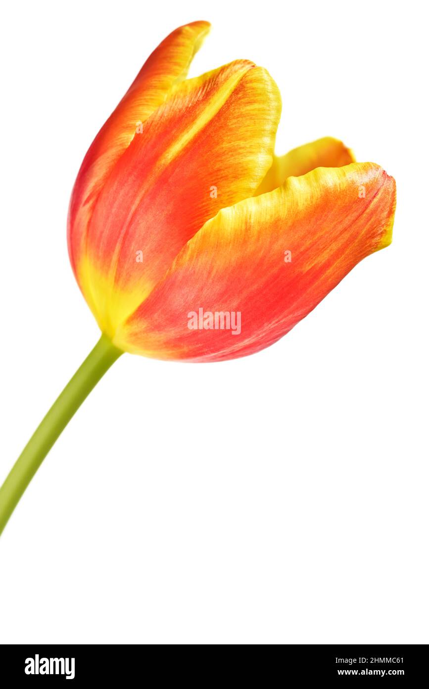 Nahaufnahme eines einzelnen Tulpenstiels auf weißem Hintergrund. Rote und gelbe Tulpe. Speicherplatz kopieren. Zartes Blumenportrait. Stillleben. Isoliert. Stockfoto