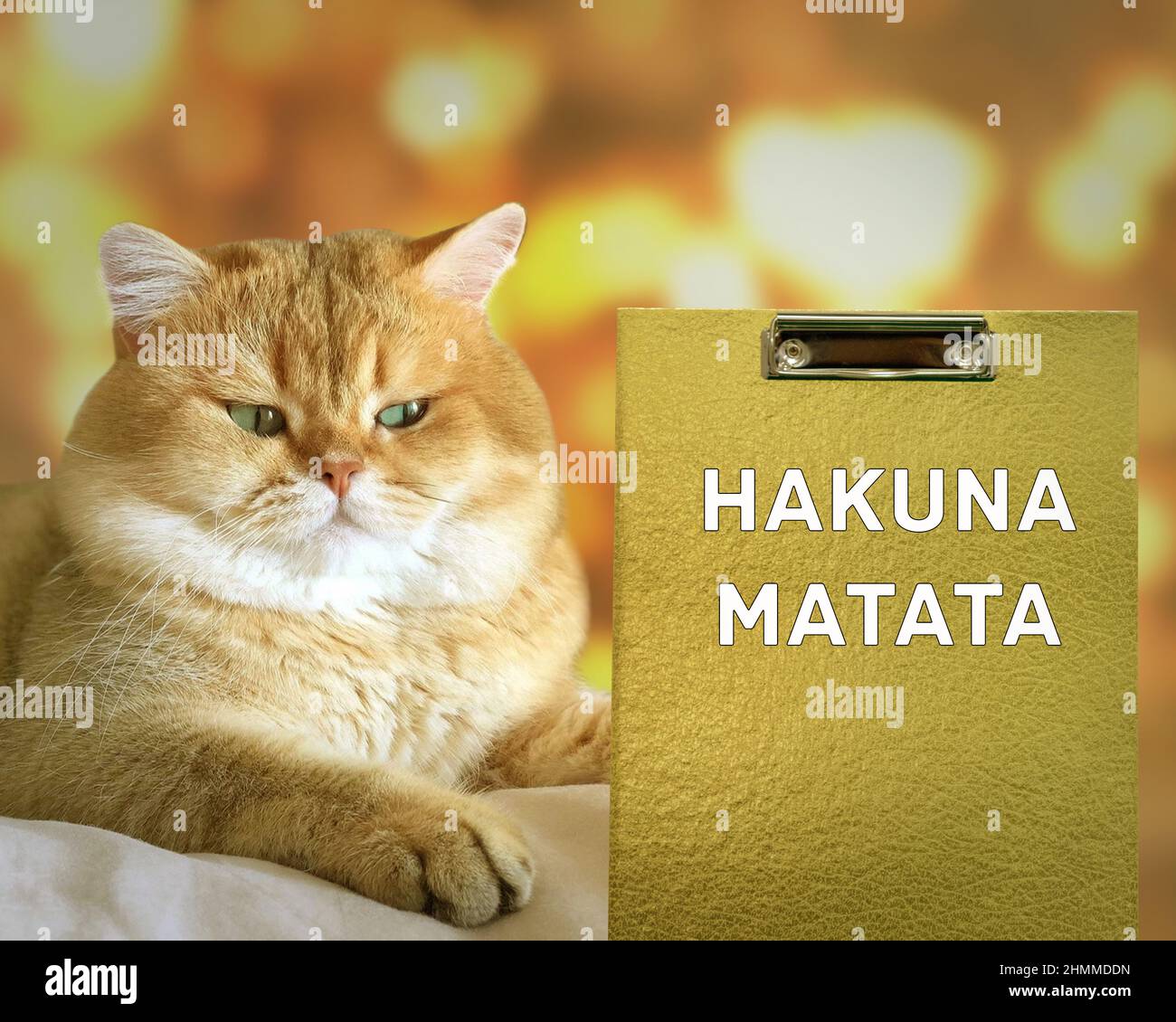 Hakuna Matata, Suaheli Satz, es bedeutet keine Sorgen. Motivierendes positives Zitat. Slogan, inspirierende optimistische Phrase und ginger serene Katze. Der Nachteil Stockfoto