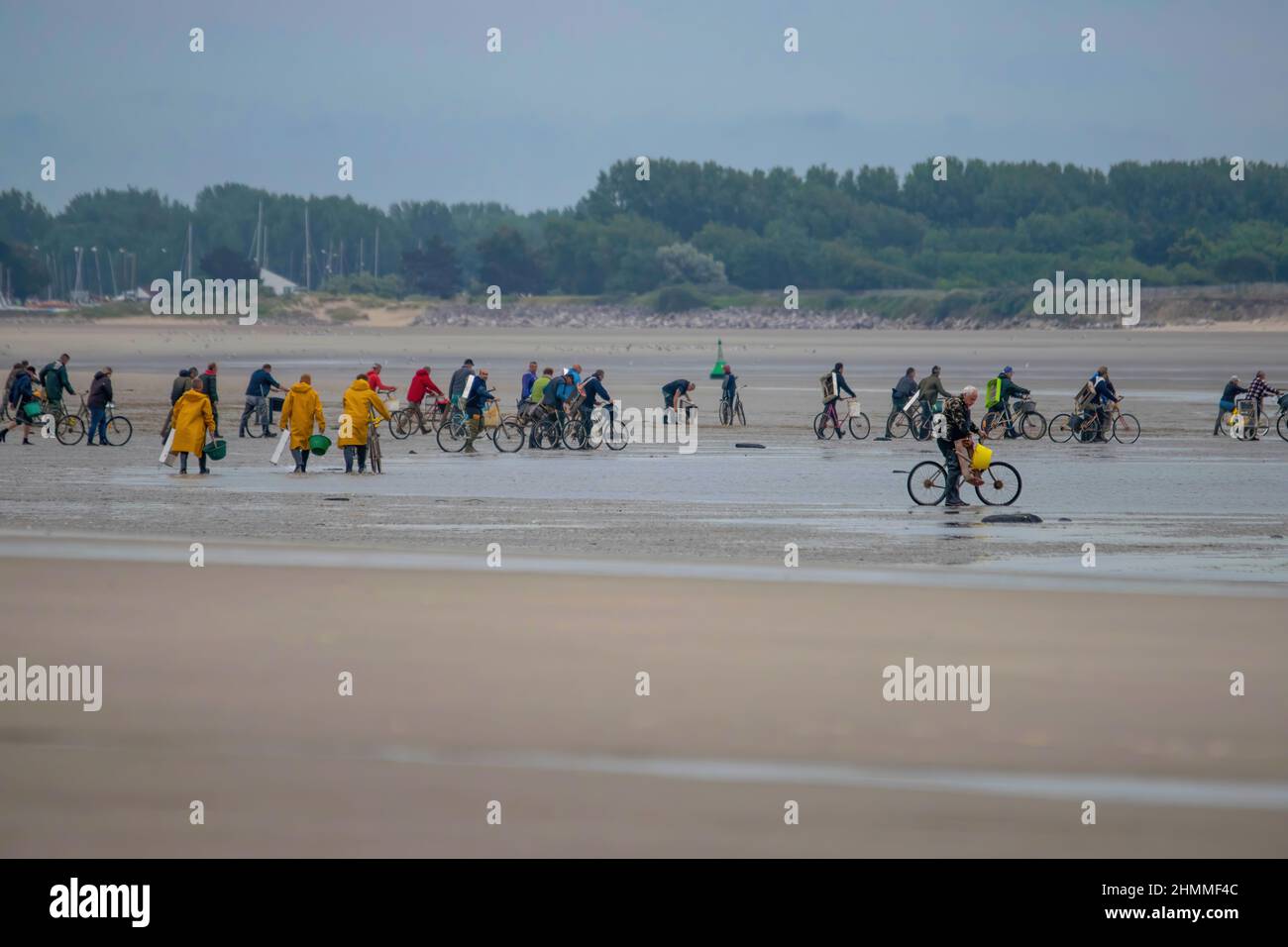 la pêche à pied professionnelle en baie de Somme Stockfoto