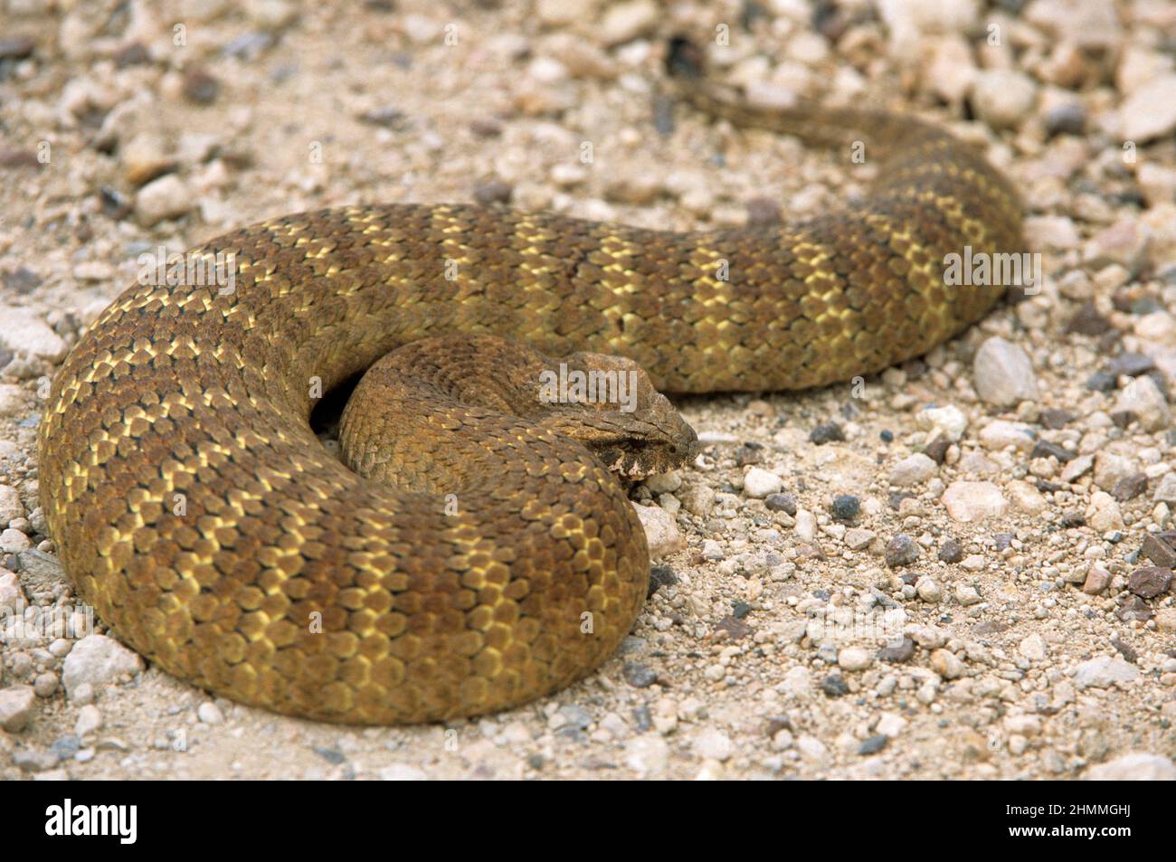 Gewöhnlicher Todesadder, der sich auf Kies sonnt. Stockfoto
