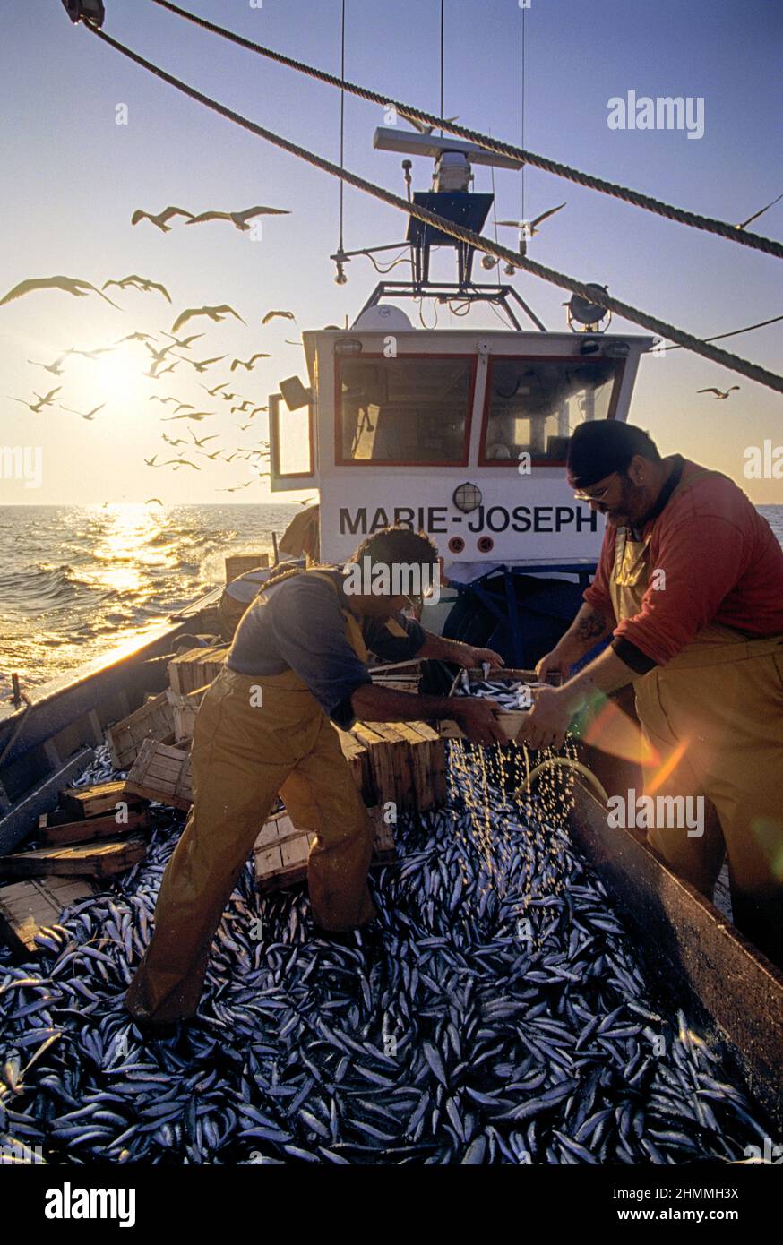 Frankreich pyrenäen orientales mittelmeer Sardinen lampro Fischerei Stockfoto