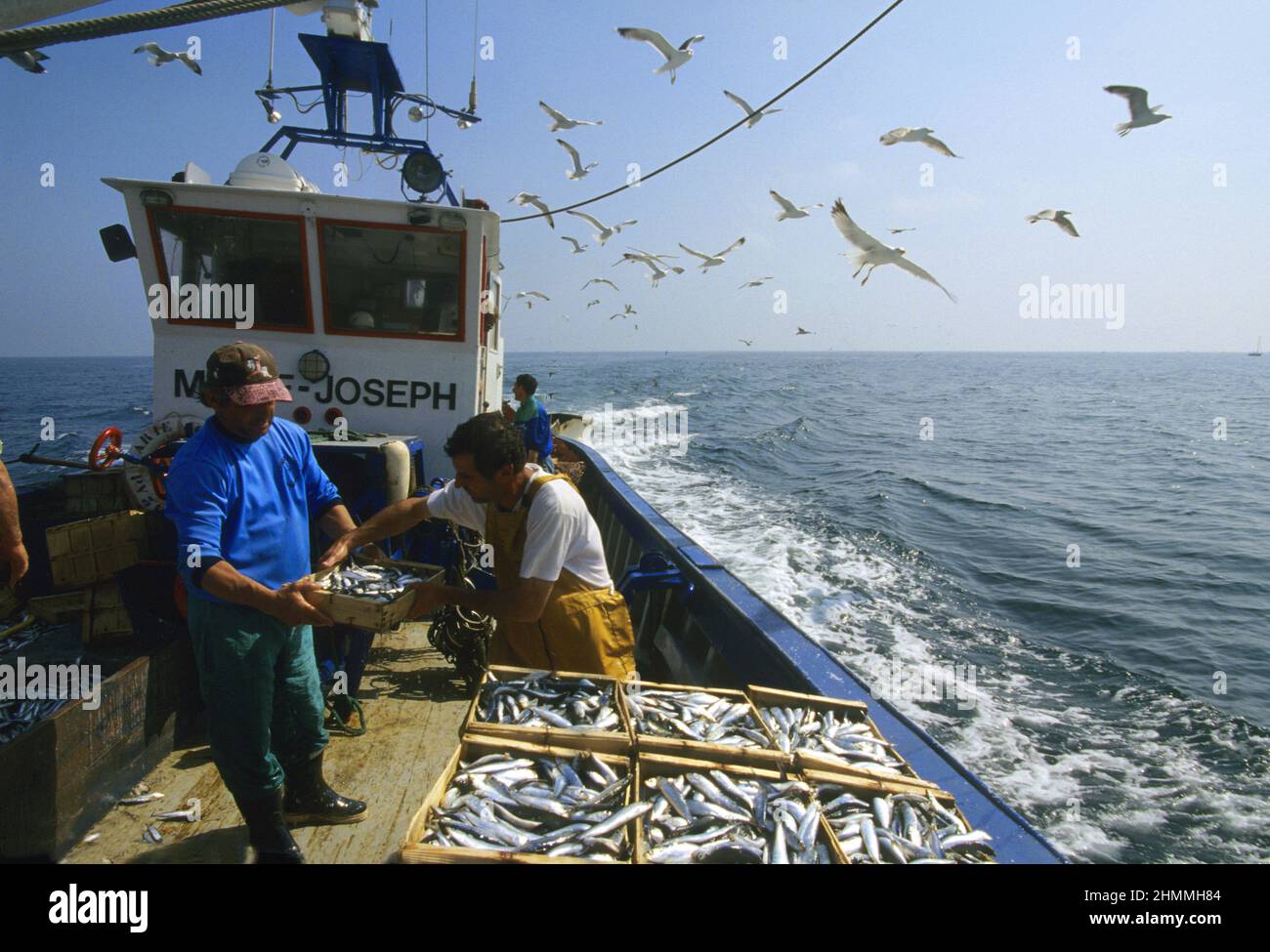 Frankreich pyrenäen orientales mittelmeer Sardinen lampro Fischerei Stockfoto