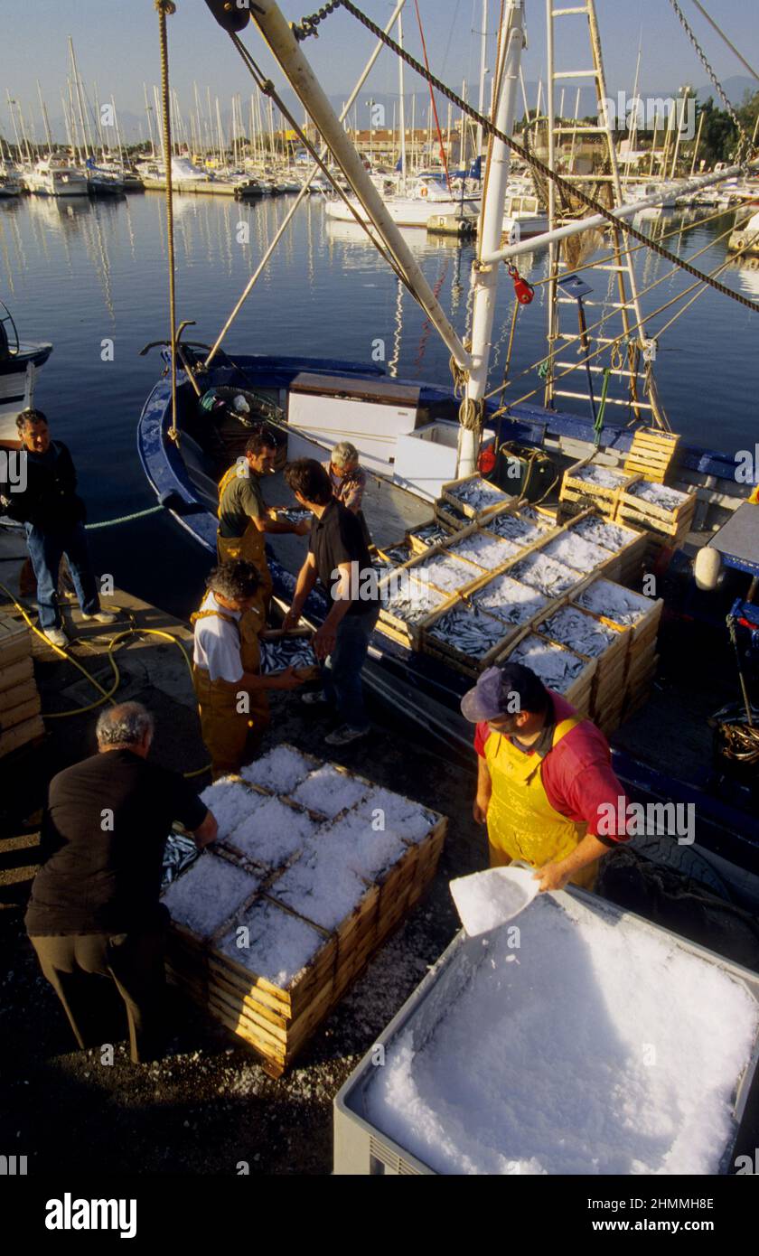 Frankreich pyrenäen orientales mittelmeer Sardinen lampro Fischerei Stockfoto