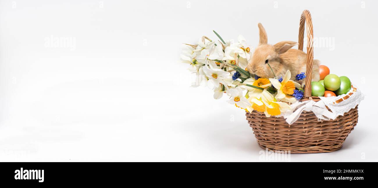 Ein flauschiges Osterkaninchen sitzt in einem Korb, Ostereier und Blumen Narzissen auf einem minimalistischen weißen Hintergrund. Banner platzieren für Text. Stockfoto