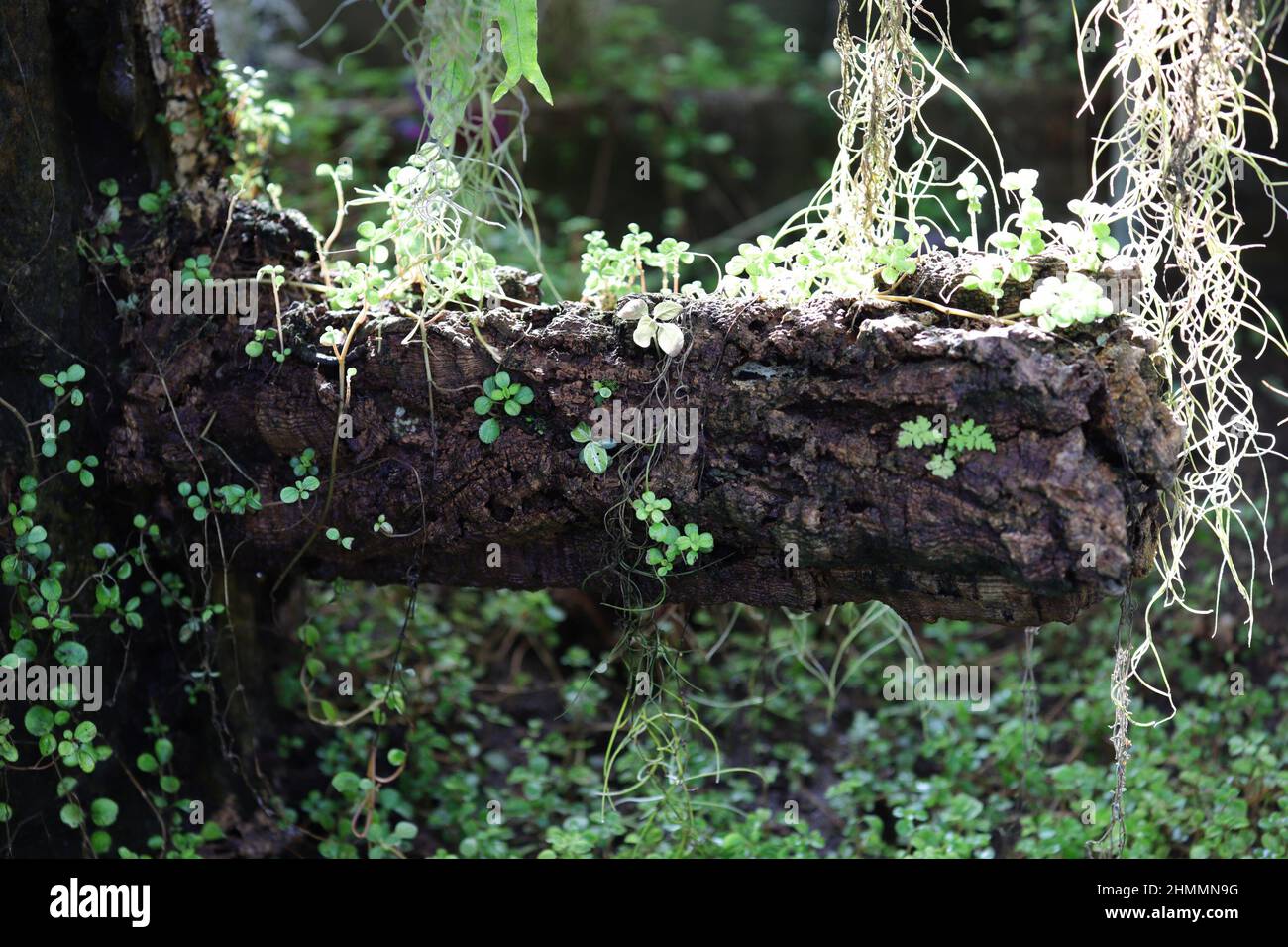 Reben, die entlang des feuchten Baumstammes im Dewy Forest klettern Stockfoto