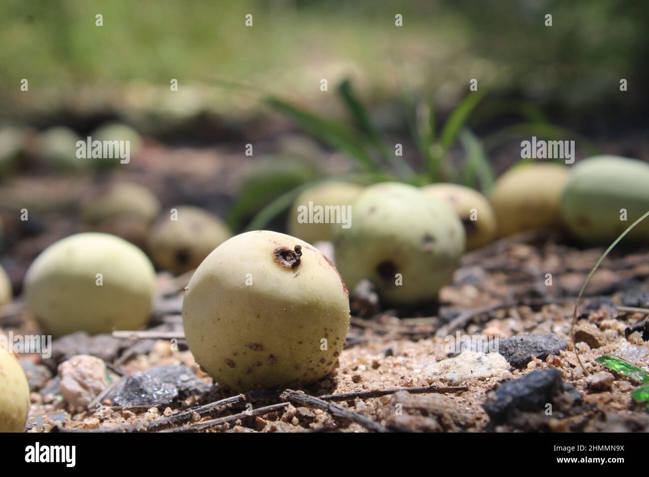 Marula Baumfrüchte in Südafrika Stockfoto