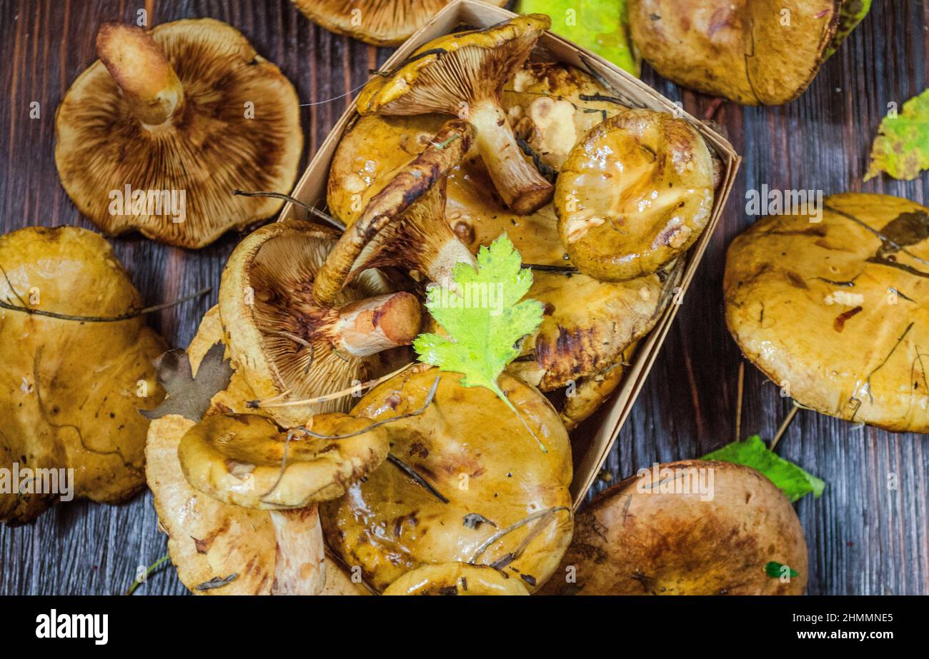 Paxillus-Pilz-Untervögel, frisch gepflückte Pilze auf dem Tisch Stockfoto