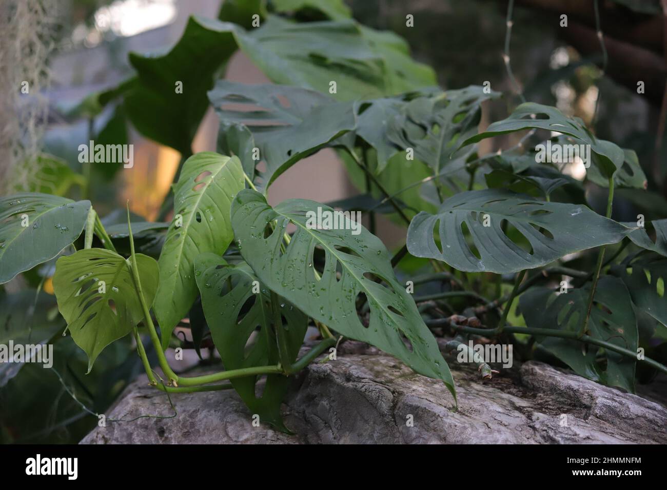 Monstera adansonii -Fotos und -Bildmaterial in hoher Auflsung  Alamy