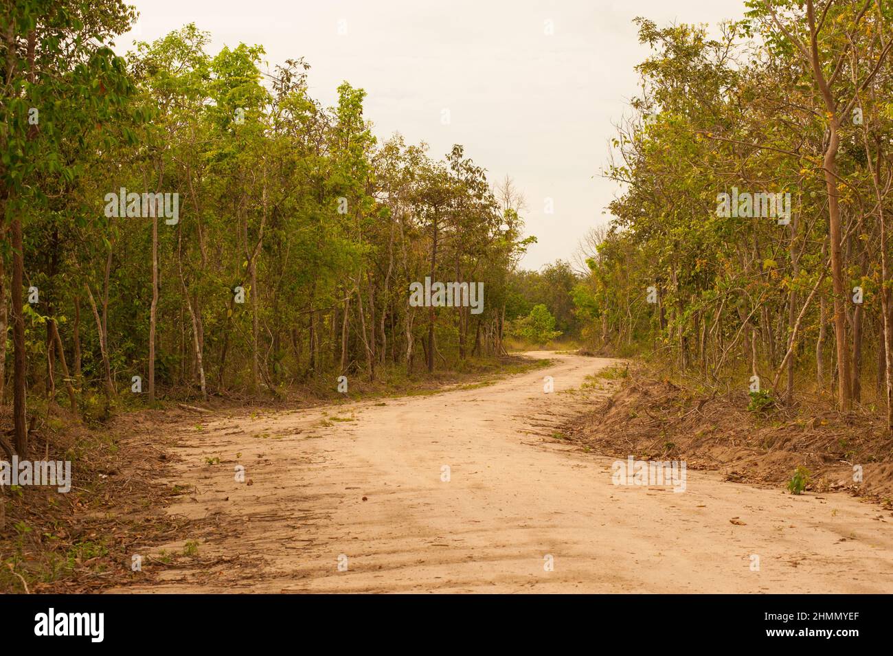 Unbefestigte Straße durch Dschungel während der trockenen Jahreszeit, Phnom Tamao Wildlife Rescue Center, Provinz Takeo, Kambodscha. Credit: Kraig Lieb Stockfoto