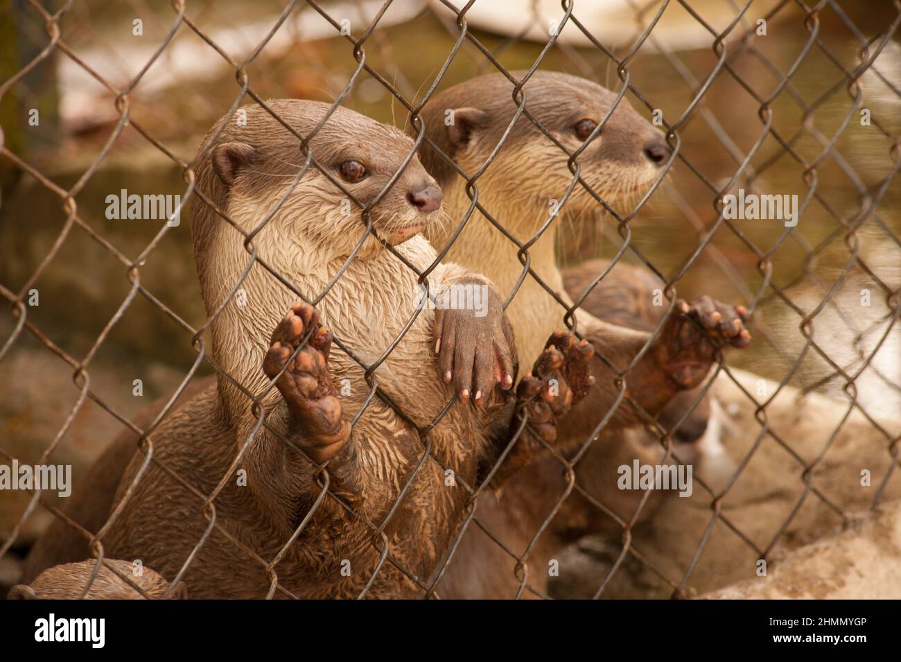Glatt beschichtet Otter in Gefangenschaft, Phnom Tamao Wildlife Rescue Center, Takeo Province, Kambodscha. Kredit: Kraig Lieb Stockfoto