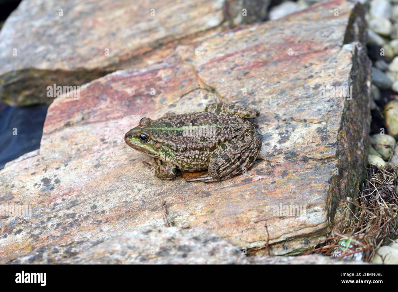 Ein Frosch, der auf einem Stein am Rande eines Gartenteiches sitzt. Stockfoto