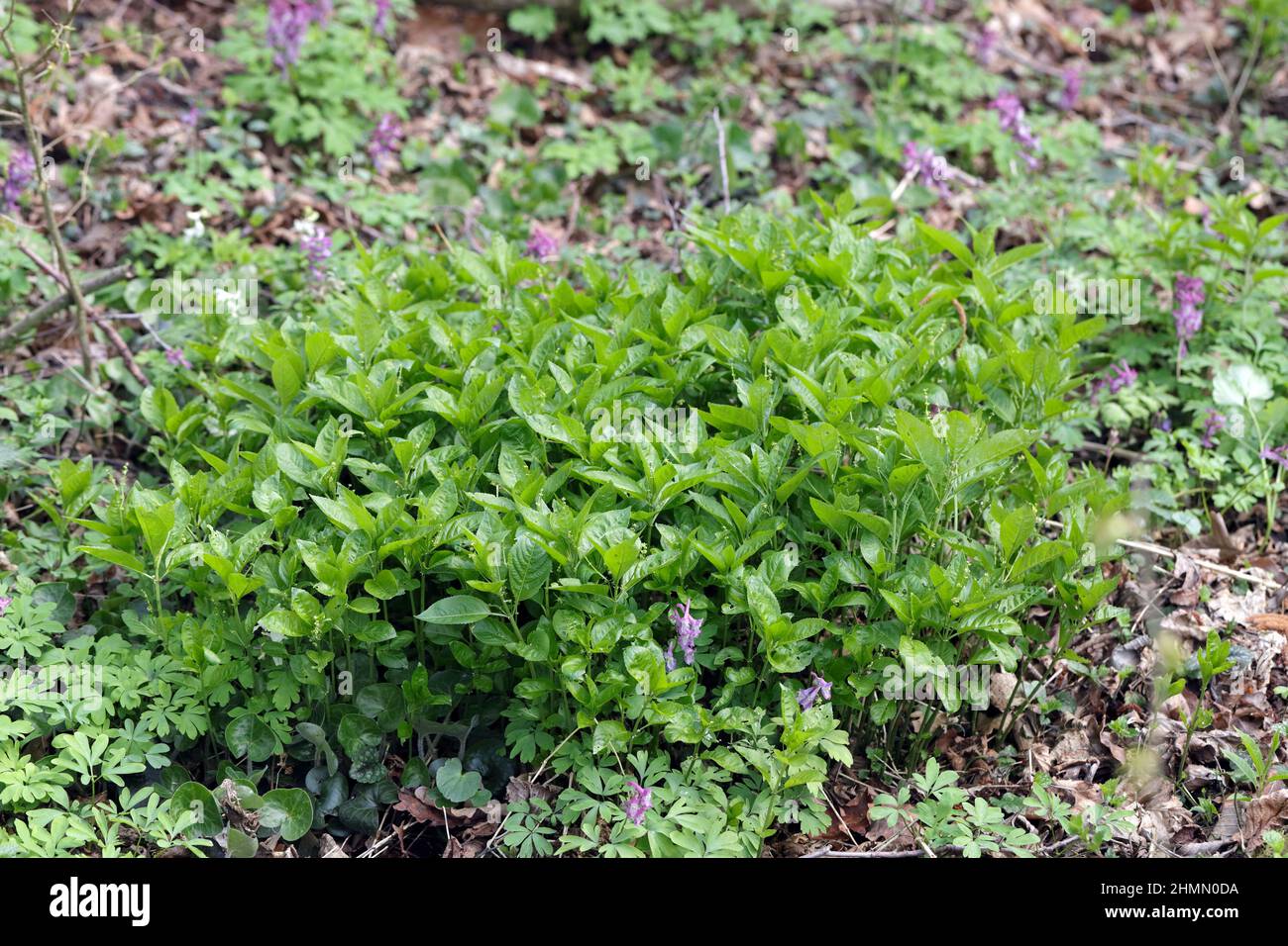 Mercurialis perennis, allgemein bekannt als Quecksilber des Hundes, ist eine giftige Waldpflanze. Stockfoto