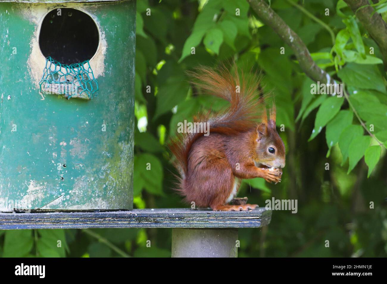 Europäisches rotes Eichhörnchen, eurasisches rotes Eichhörnchen (Sciurus vulgaris), sitzt an einer Eichhörnchen-Futterstation und isst, Deutschland Stockfoto
